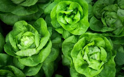 Hunger Busting Salad Tips!